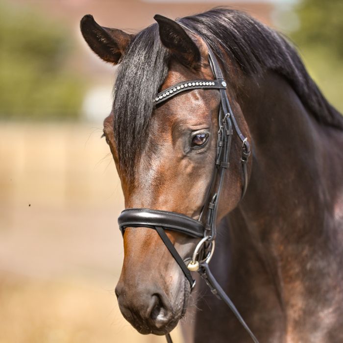 Ogłowie Diana Kavalkade KavalSH4 z nachrapnikiem angielskim - Cavalo